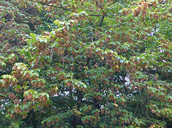 Yves Kessler Vegetationstechnik