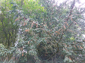 Yves Kessler Vegetationstechnik