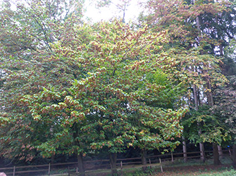 Yves Kessler Vegetationstechnik