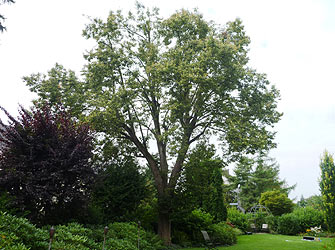 Yves Kessler Vegetationstechnik