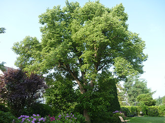 Yves Kessler Vegetationstechnik