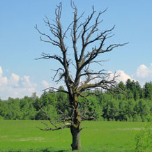 Service Vegetationstechnik