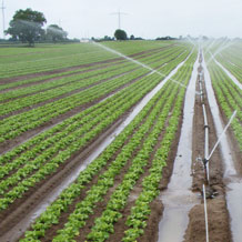 Service Vegetationstechnik