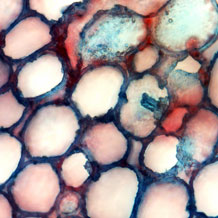 Service Vegetationstechnik